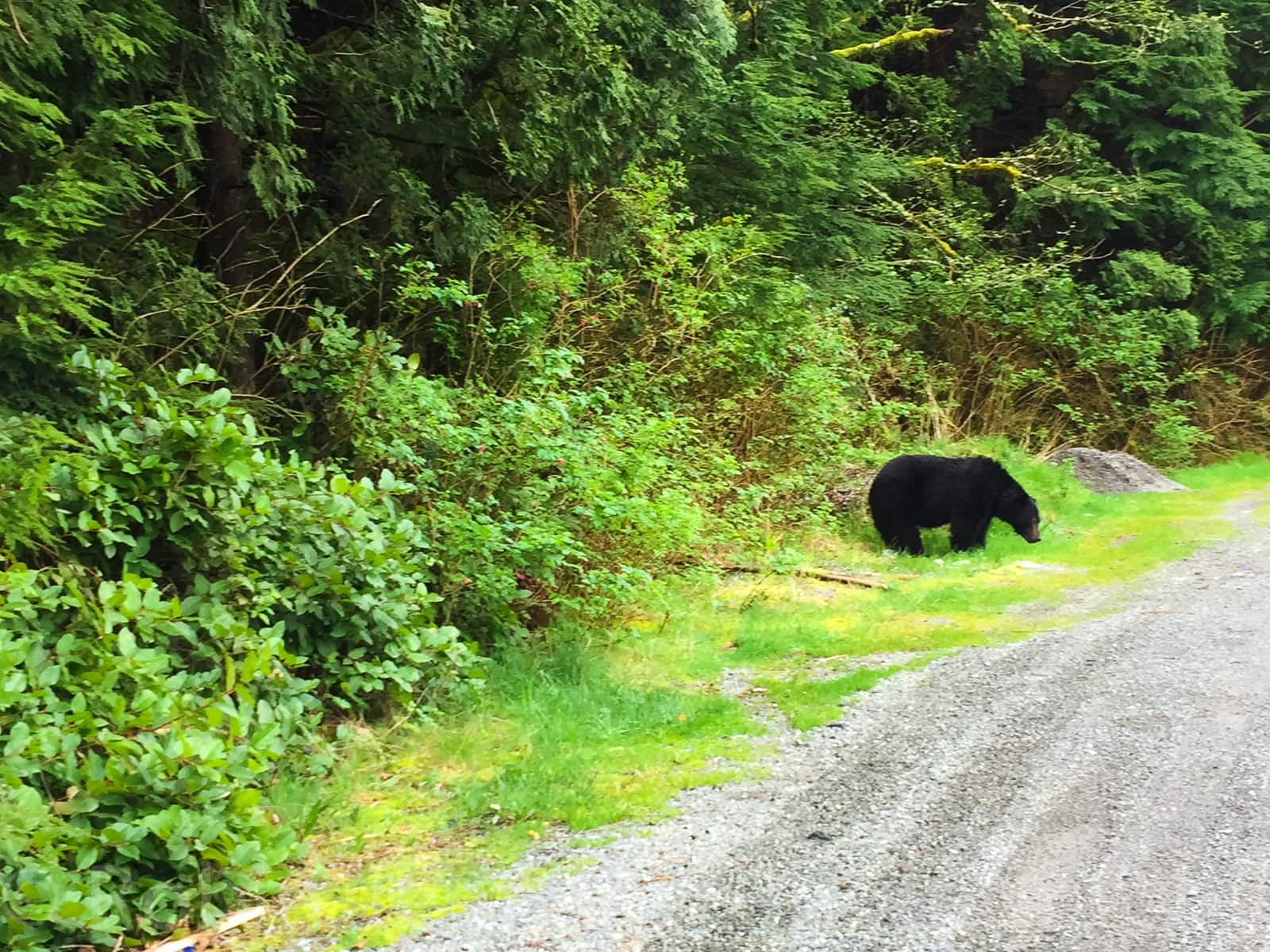 Black bear on side of road leaving Tofino