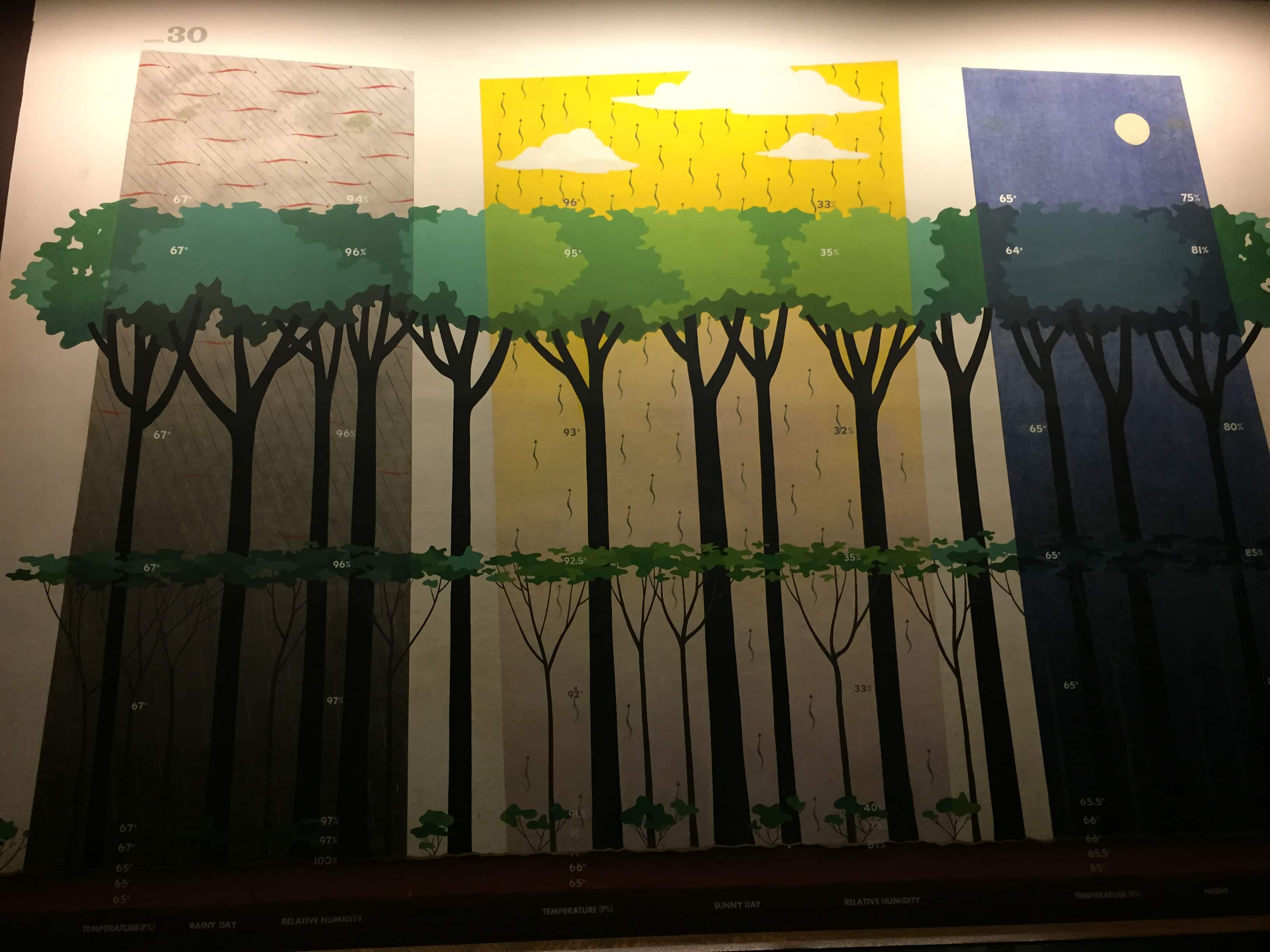 In the Museum of Natural history: the different layers of the forest