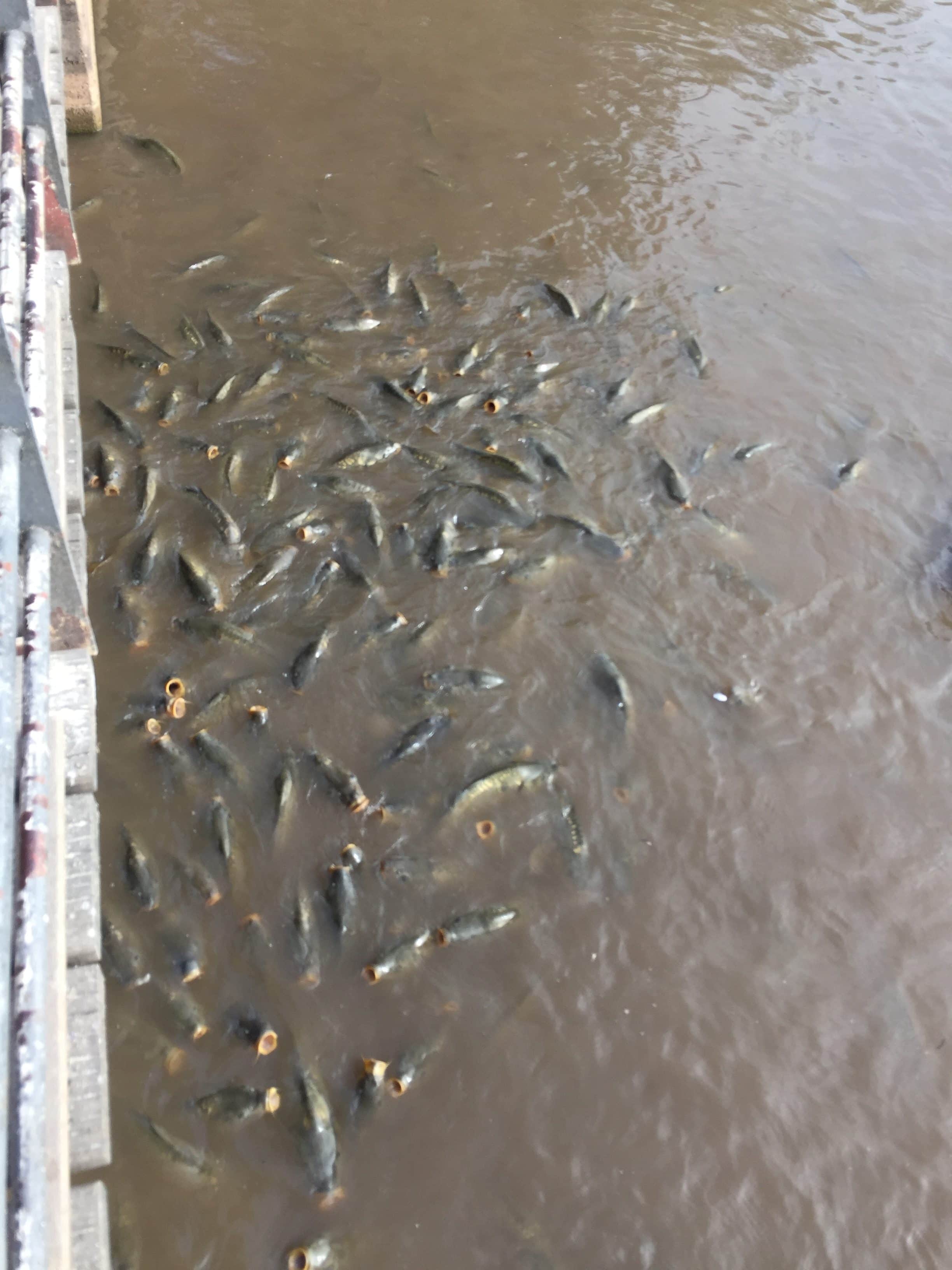Crossing the bridge on the lake and some hungry fish