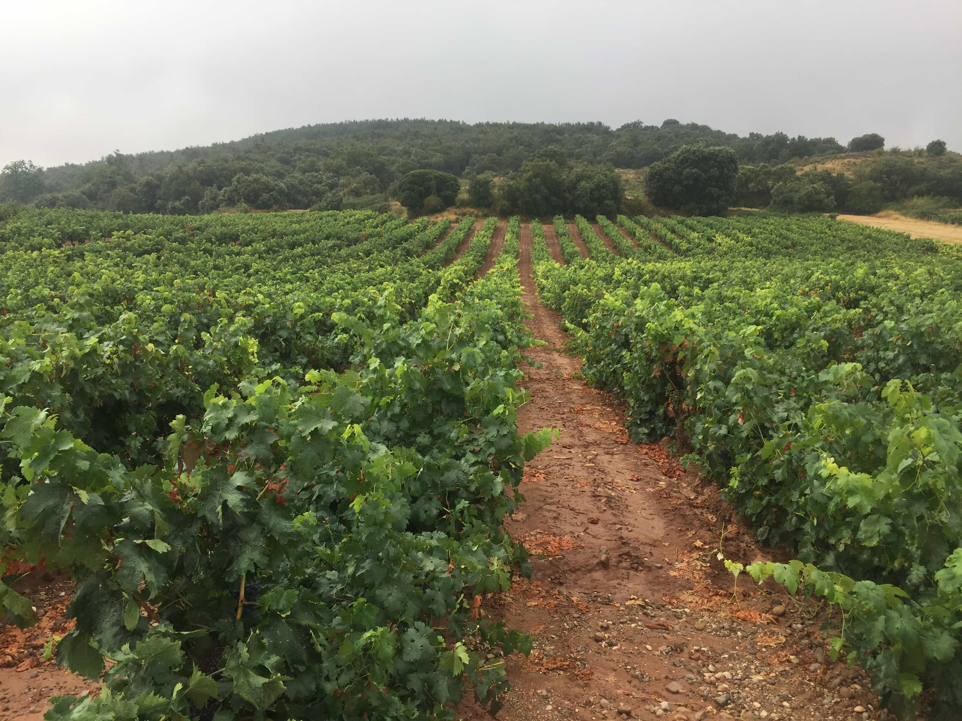 Refreshing rain in the vineyards