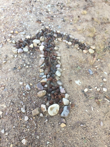 many arrows made by rocks and pinecones