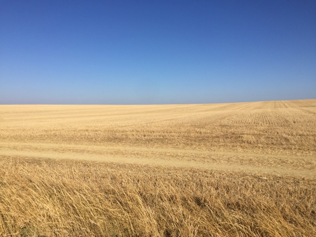 Where the sky meets the wheat