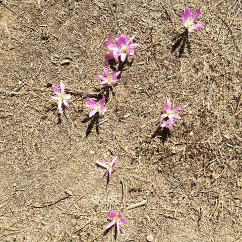 flowers that grow in the dirt everywhere