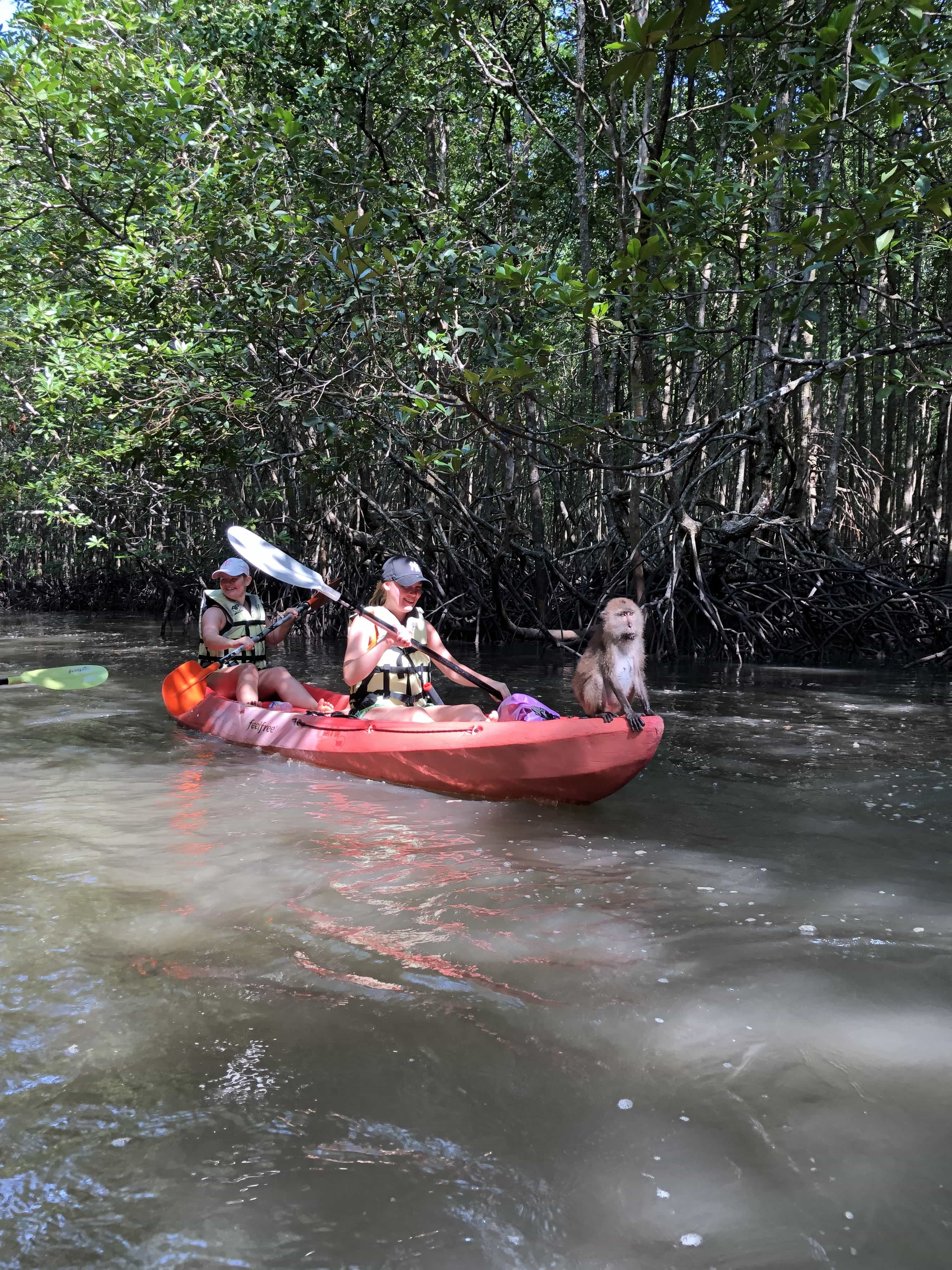 Kayaking through the mangroves
