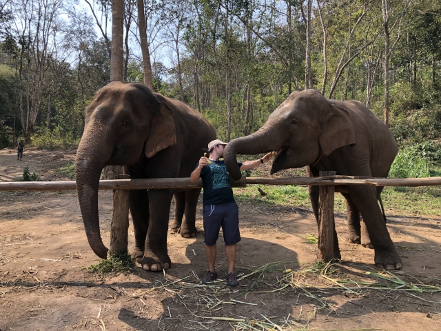 Feeding elephants