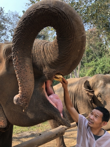 Feeding elephants!