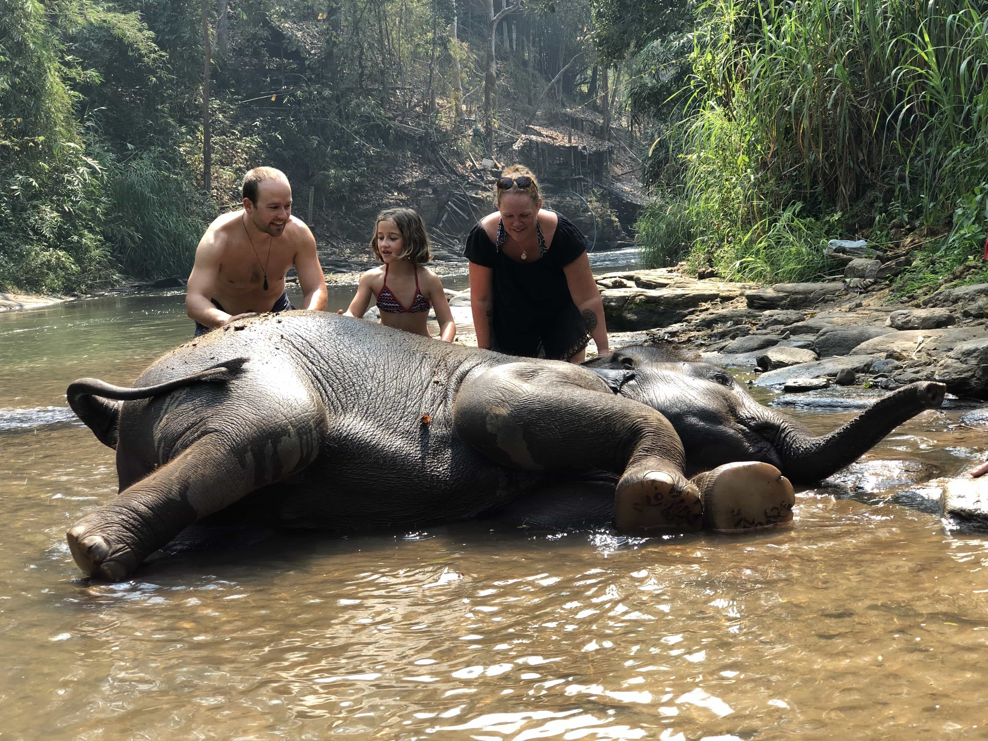 Bathing baby elephants