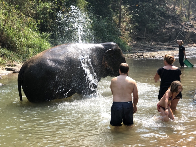 Bathing the elephants