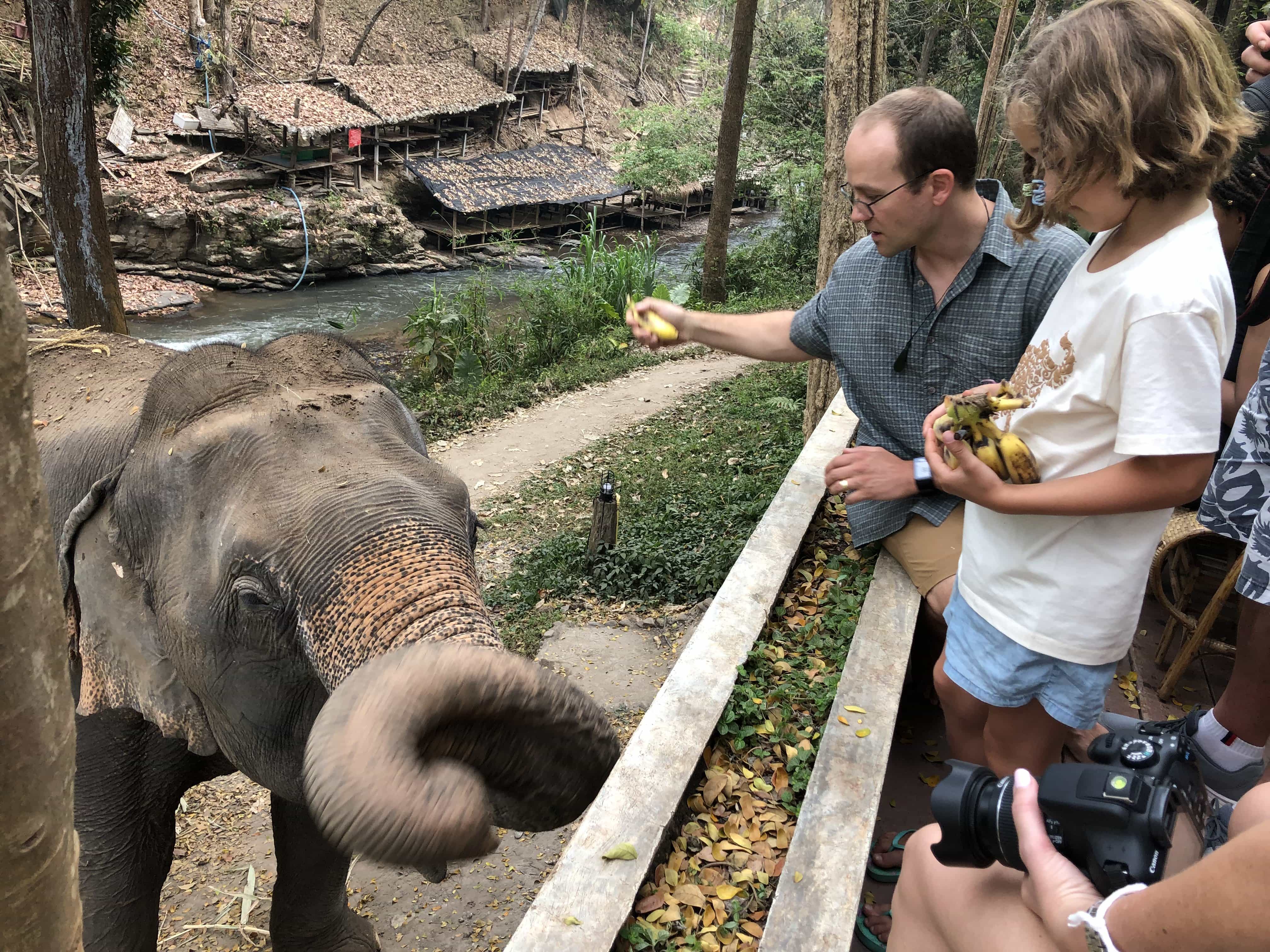 Feeding elephants from the restaurant