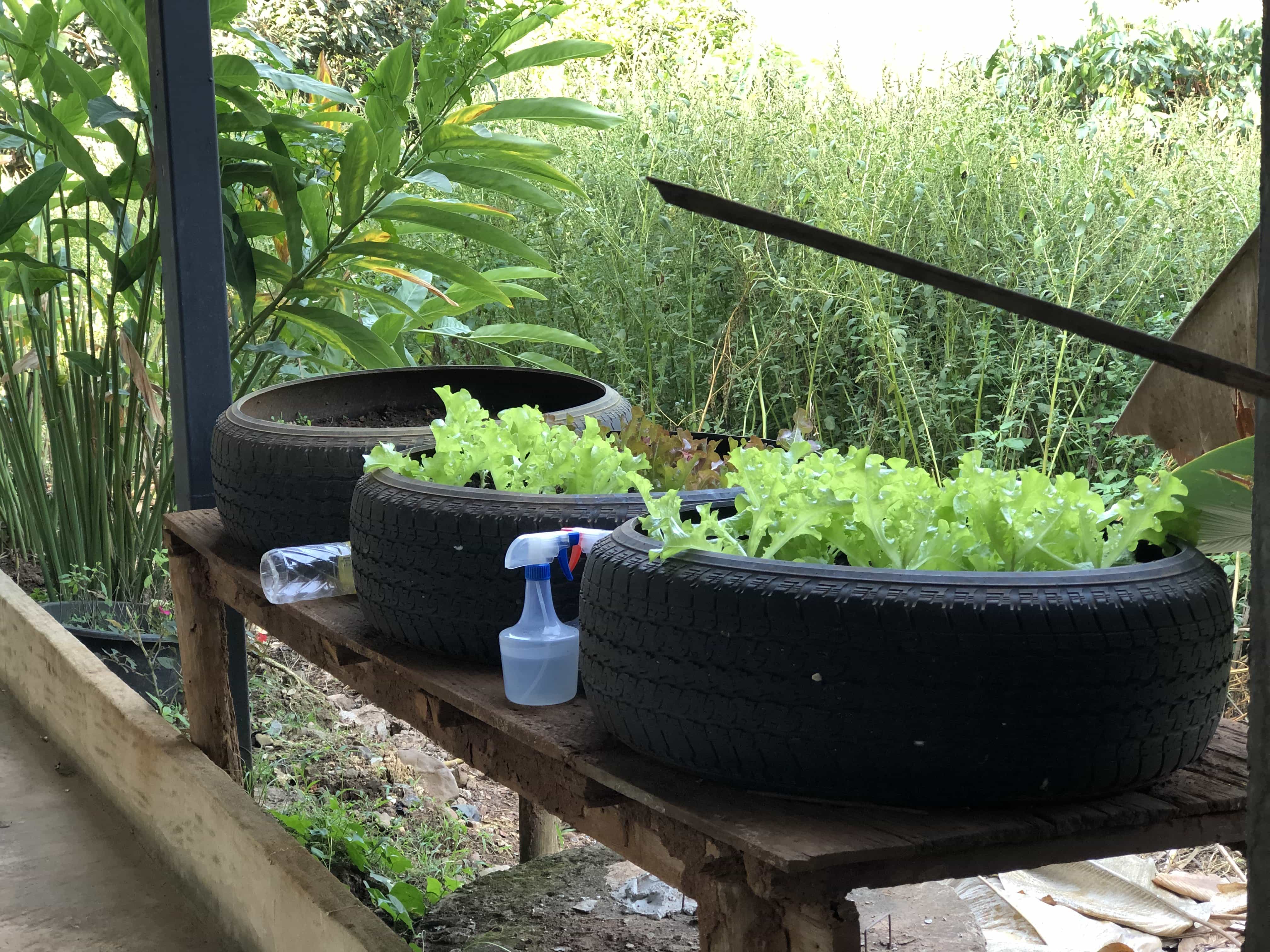 growing lettuce in tires