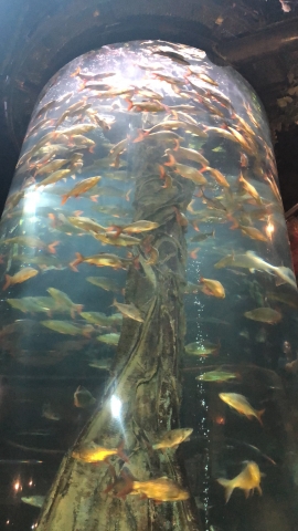 A cyclone of fish!