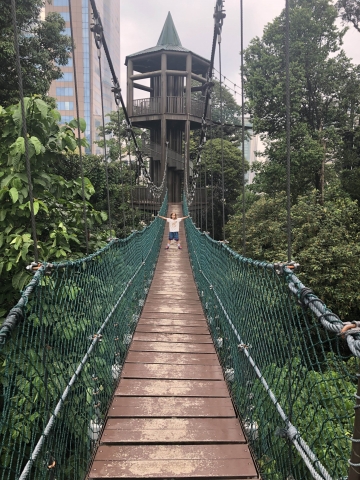The tree top walk in the jungle in the city centre
