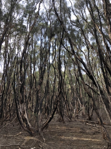Crazy trees near a swamp