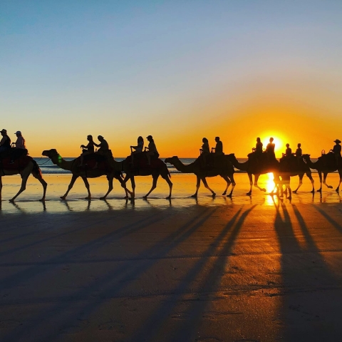 Camels at cable beach