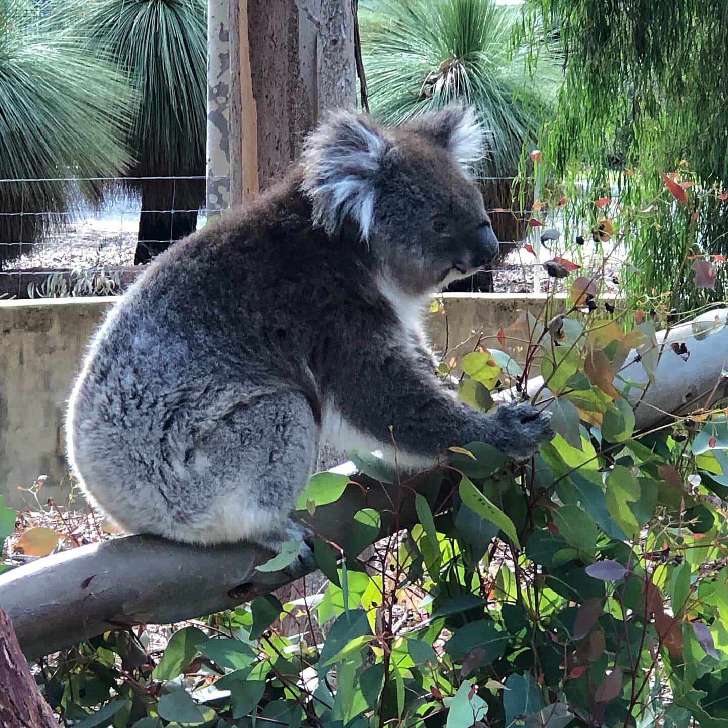 Koala Bear!
