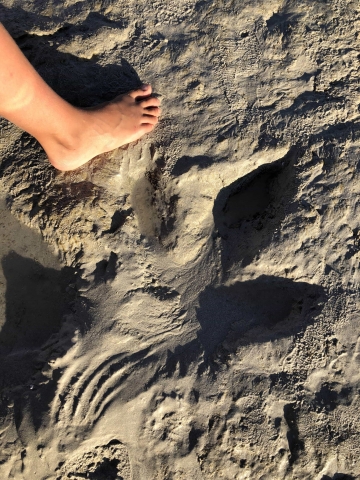 Dinosaur footprint at cable beach