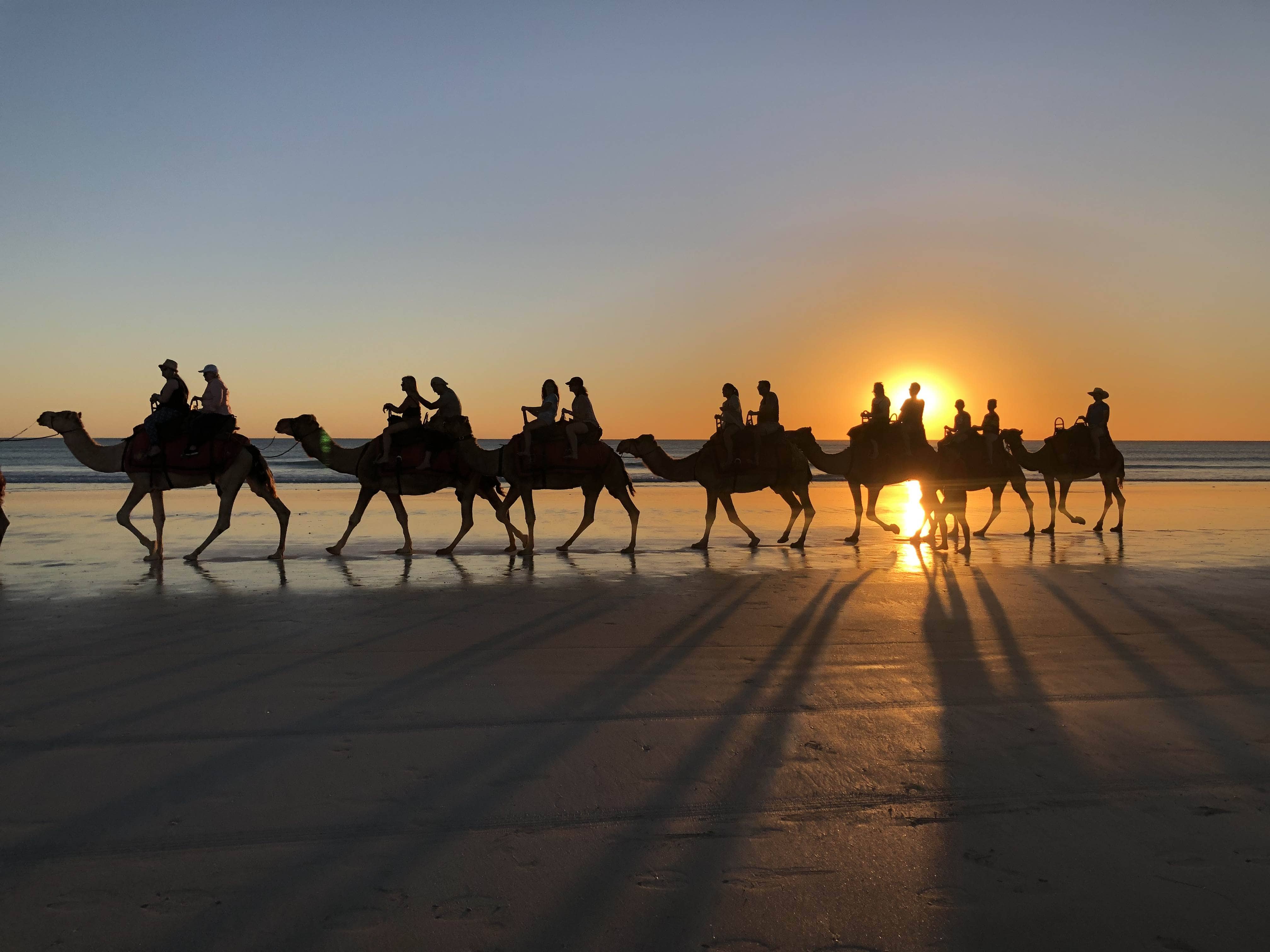 Camels at cable beach
