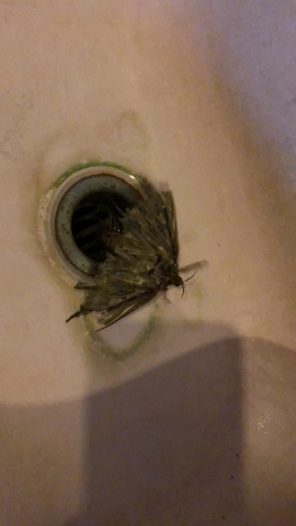 Moth in the sink