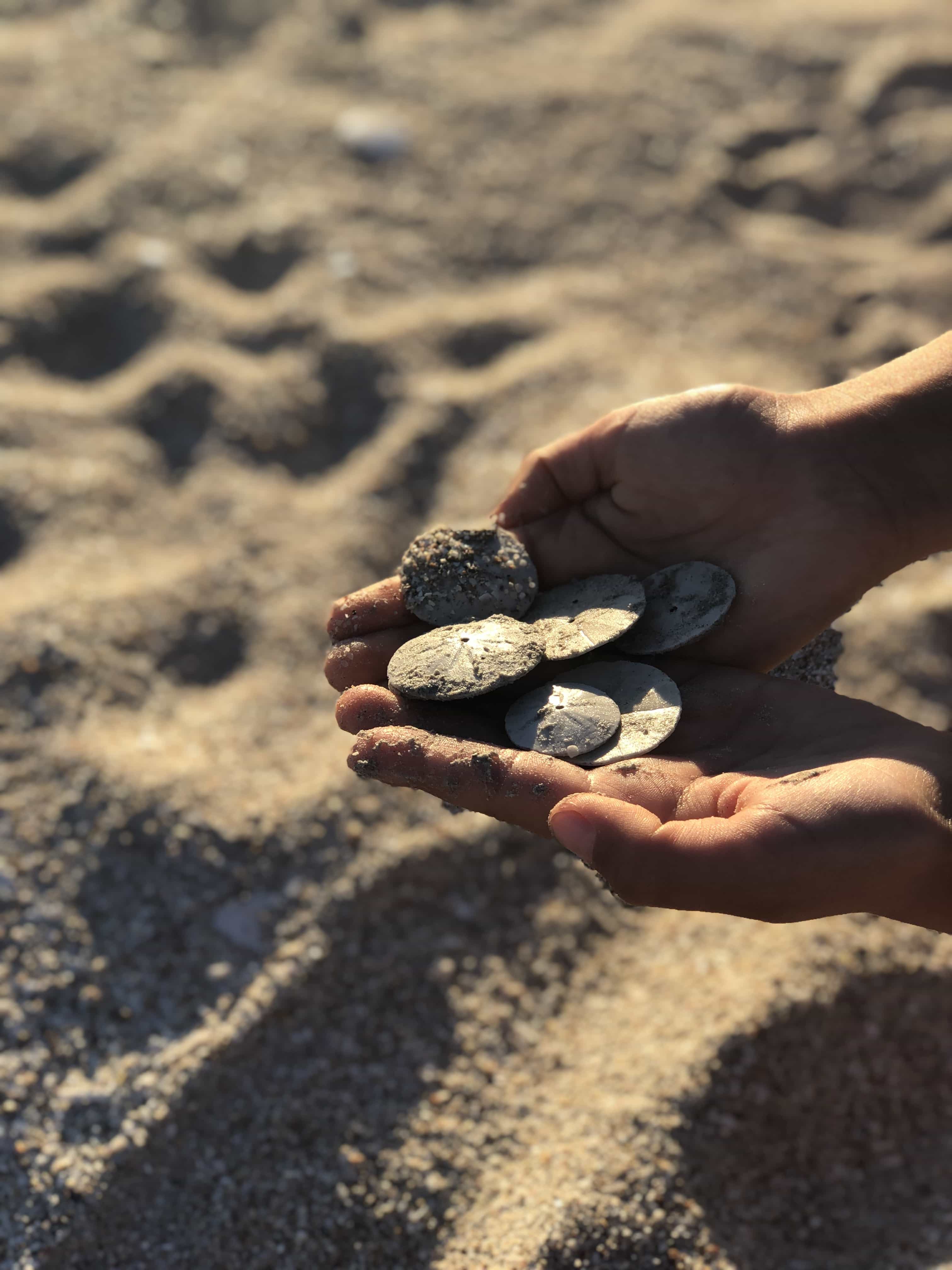 Finding sand dollars