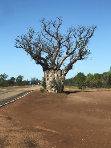 Massive boab tree
