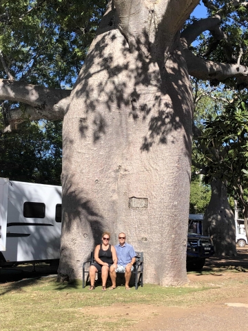 Giant boab tree at the caravan park