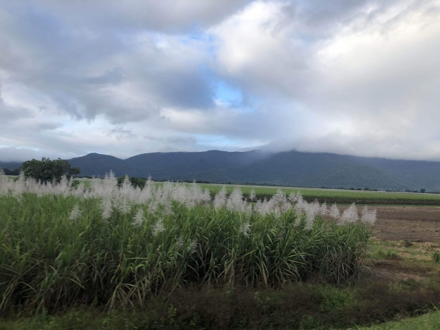 Sugar cane against the jungle background