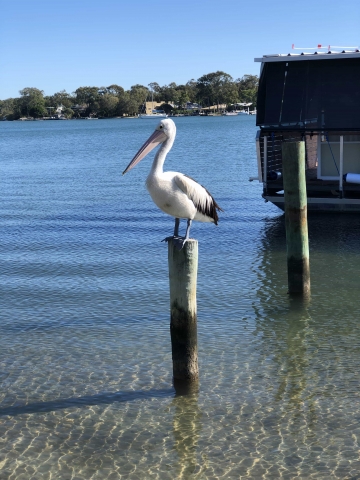 Pelican in Noosa